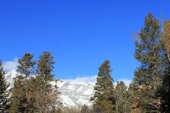 Rmr: Spruces 6 In The Aspenswilsonwy * Wilson